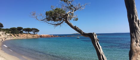 A beach with clear blue water, a sandy shore, and a tree in the foreground.