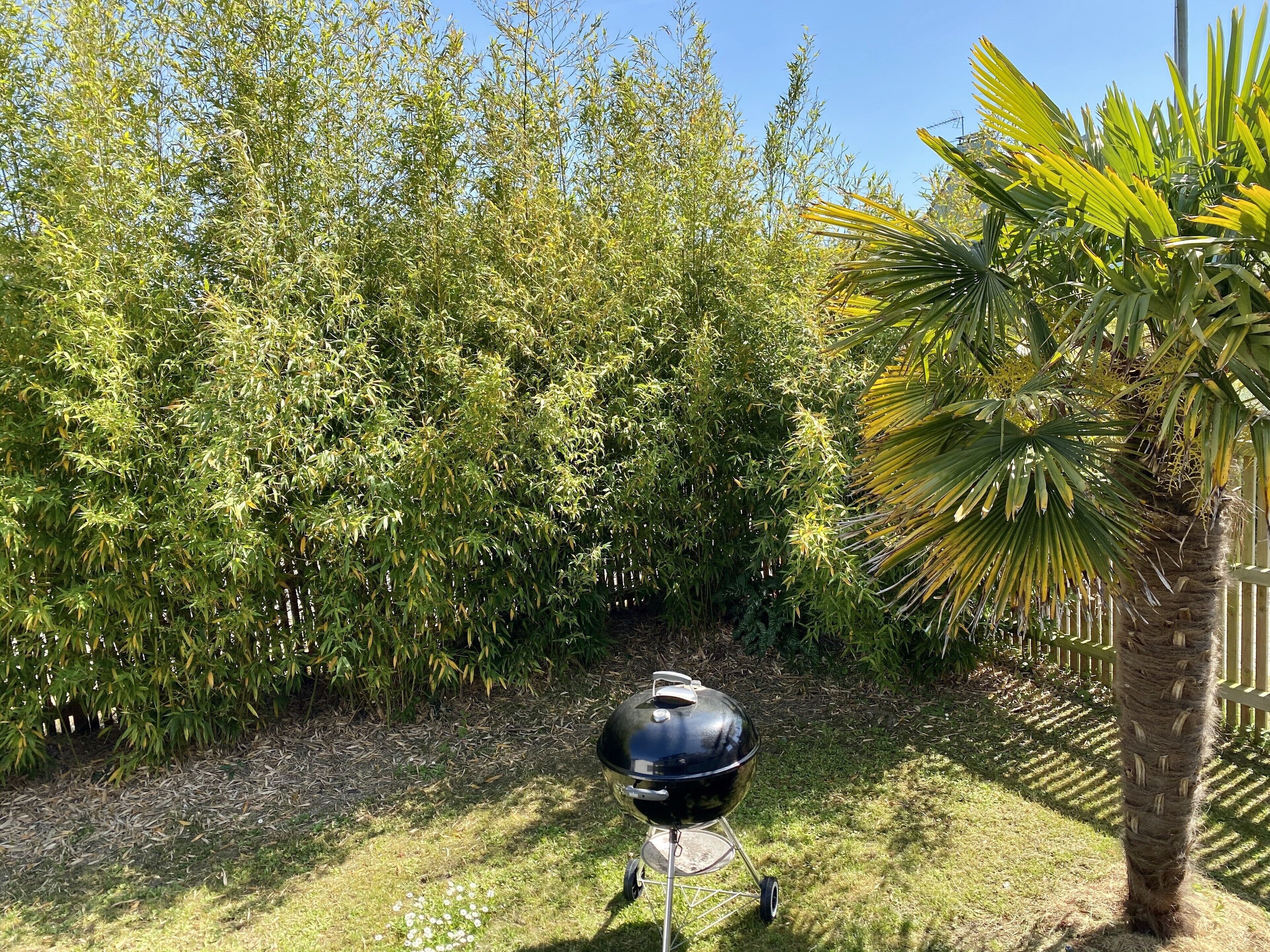 Un jardin avec un barbecue, une végétation dense de bambous et un palmier.