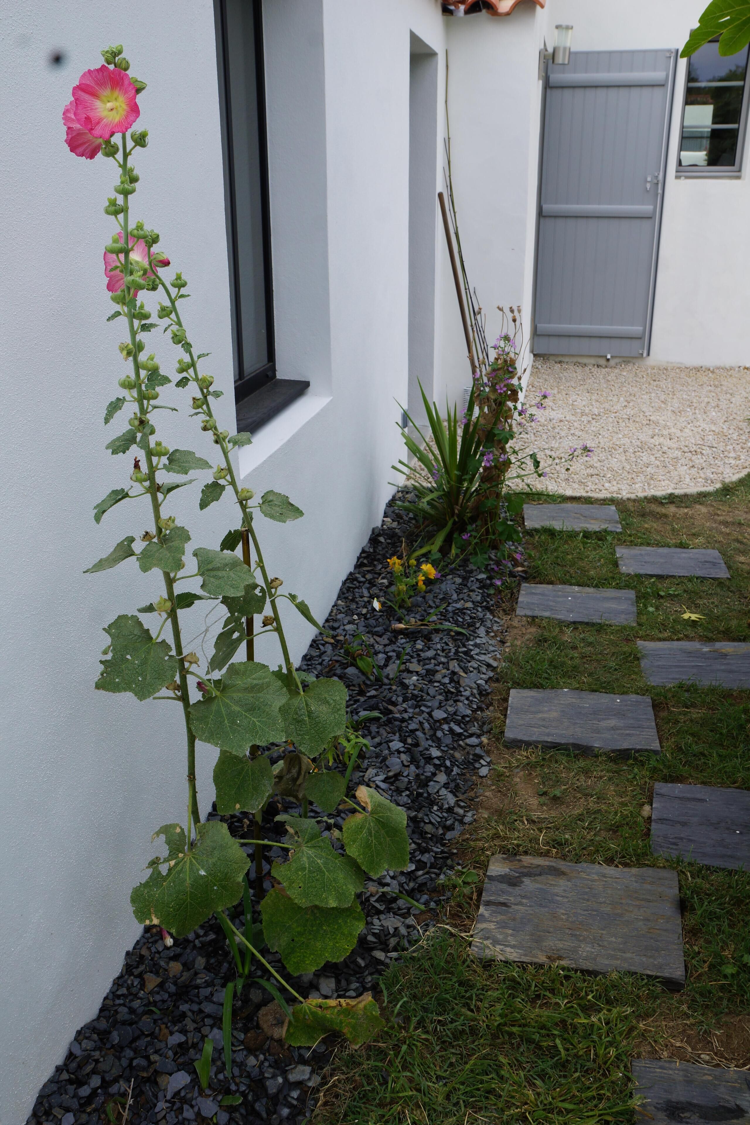 Ein Garten mit einer hohen Pflanze mit rosa Blüten, einem Kiesweg und einer weißen Mauer.