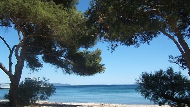 Une plage bordée d’arbres, offrant une vue dégagée sur la mer.