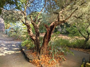 Un árbol con una estructura de tronco singular en una zona ajardinada.