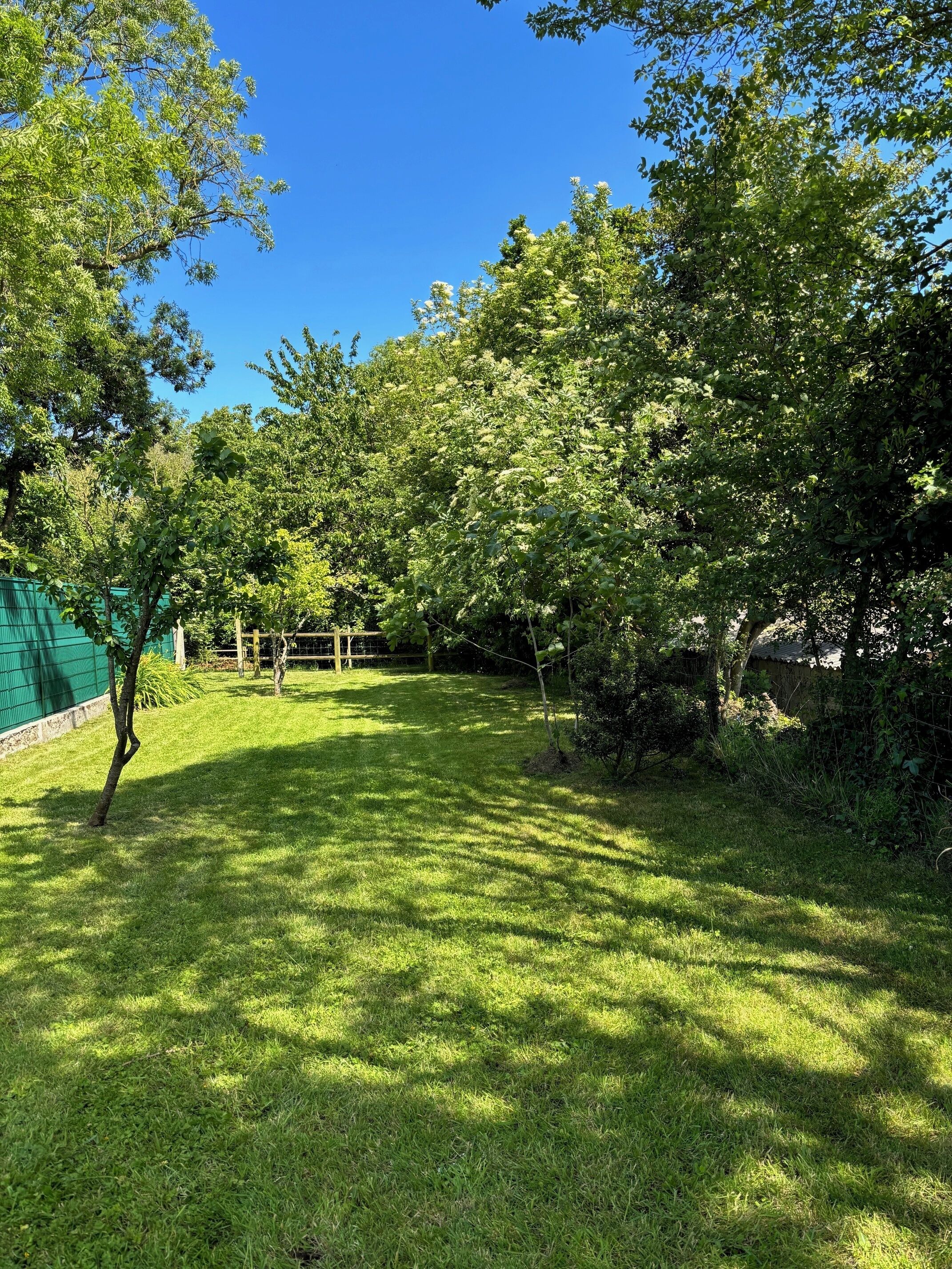 A grassy outdoor area with trees and a green fence.