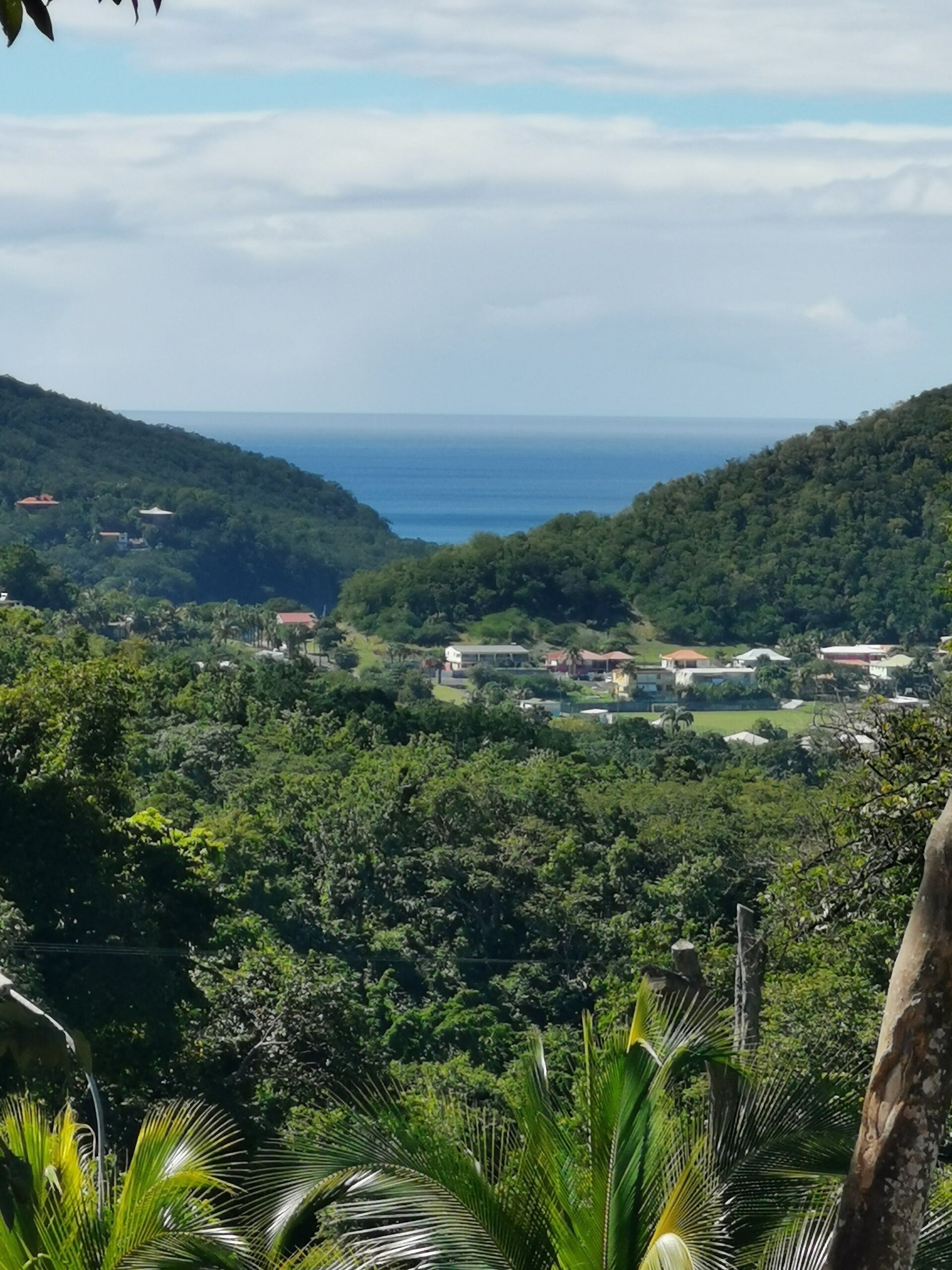 A coastal landscape with dense greenery and a view of the ocean.