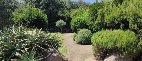 A garden pathway flanked by large rocks and various green shrubs.