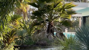 Un sentier en bois mène à un espace piscine entouré d’une végétation luxuriante et de palmiers.