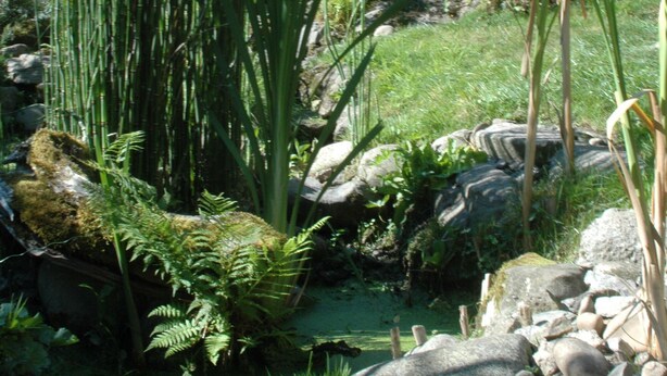 Paesaggio naturale con erba alta, rocce e un piccolo ruscello.