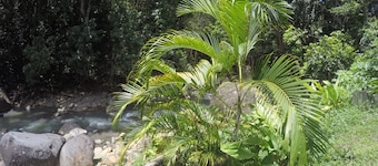 Bungalowudlejning i Saut d'Acomat - Pointe-Noire