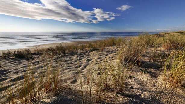 Ein Strand mit Dünen und spärlicher Vegetation.