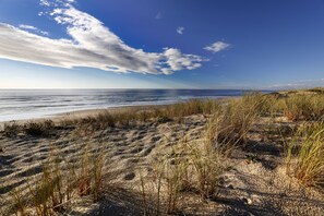 Ein Strand mit Dünen und spärlicher Vegetation.