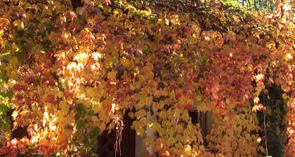 Vacation home in Châteaurenard de Provence Pets welcome