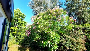 A lush garden with various flowering plants and trees, a clear blue sky, and a pathway leading into the greenery. - OLD: charming house 100m from the beach (2 bedrooms, 2 bathrooms) (Noirmoutier-En-L'île)