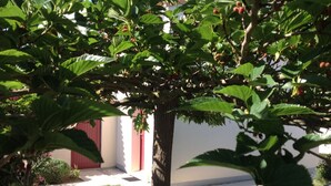 A tree with green leaves and red berries in a garden area with a white wall and a red door in the background.
