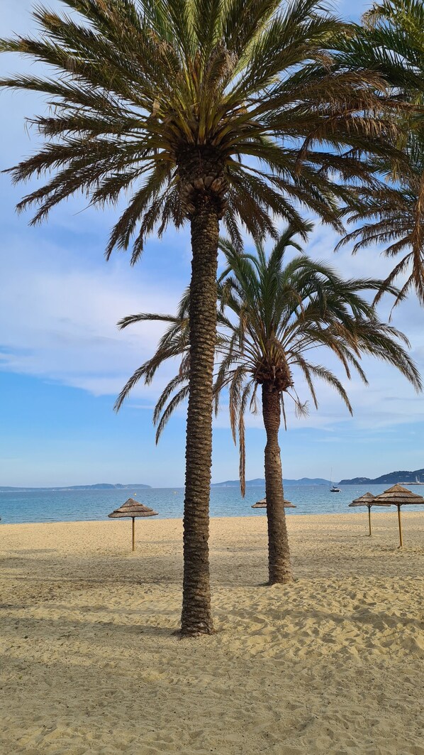 Una playa con palmeras y sombrillas de paja.