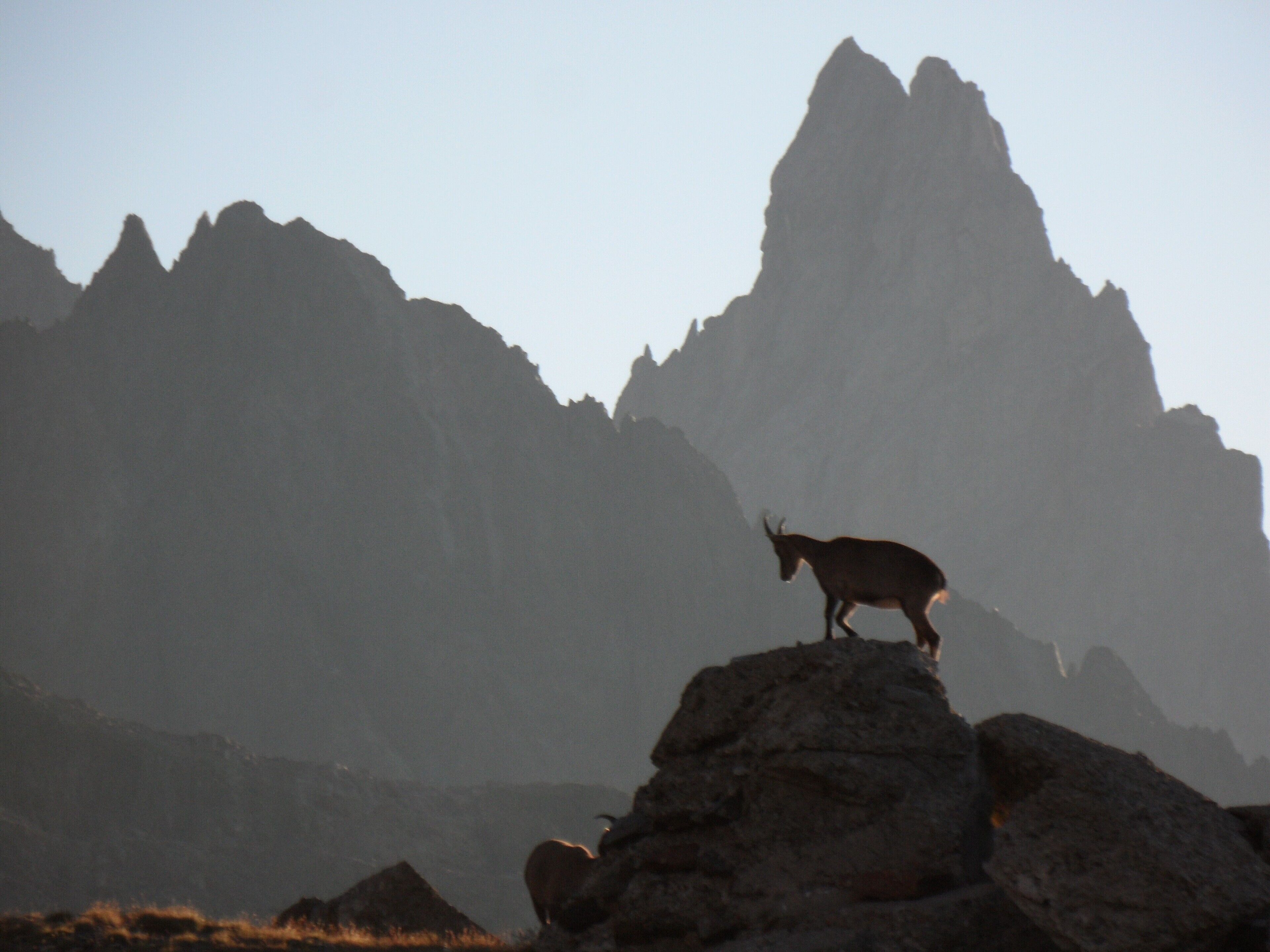 A mountain goat standing on a rock with a mountainous backdrop.