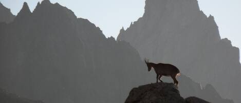 A mountain goat standing on a rock with a mountainous backdrop.