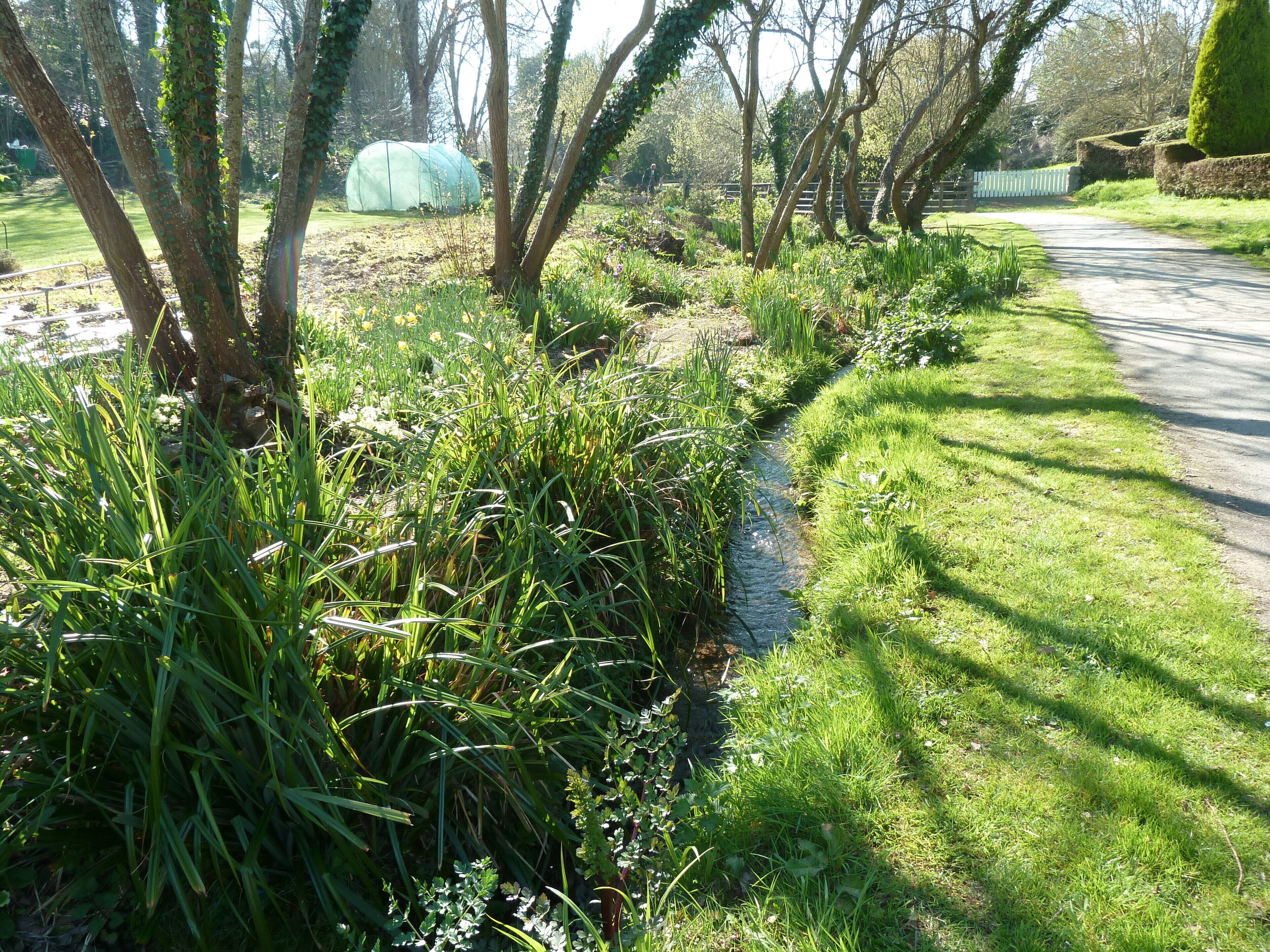A rural pathway with a small stream, surrounded by lush greenery and trees.