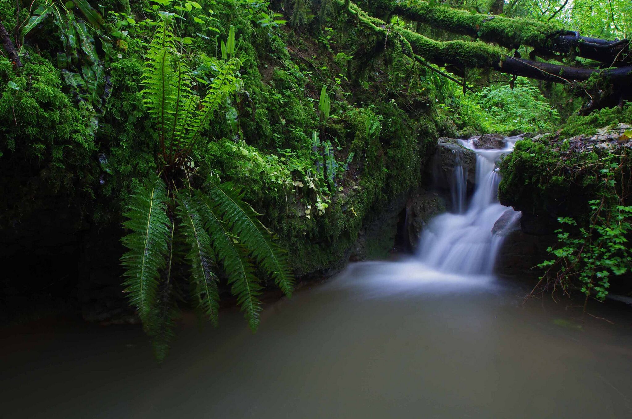Een rustige waterval omringd door weelderige begroeiing en varens.