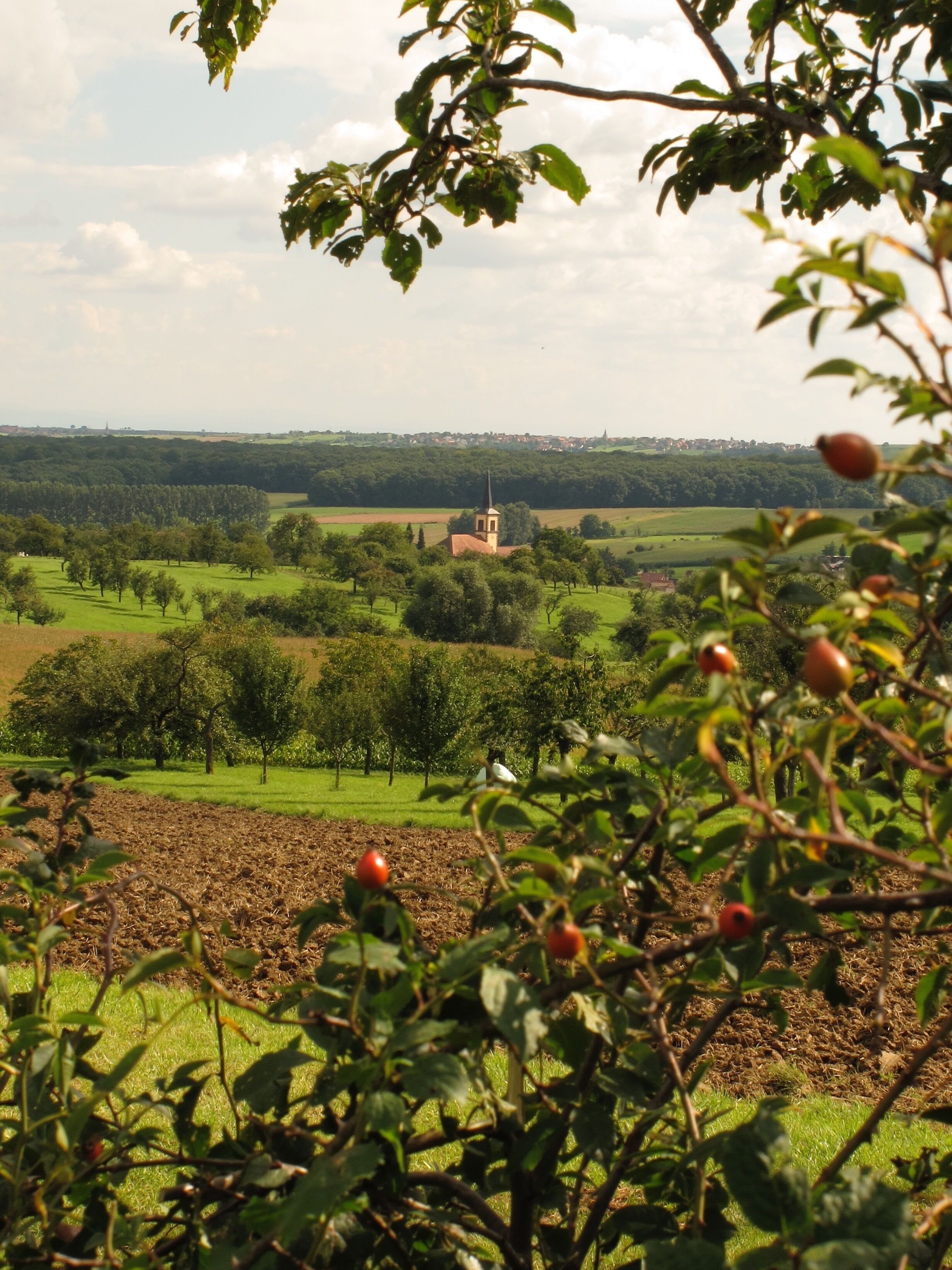 A rural landscape with a church, open fields, and trees.