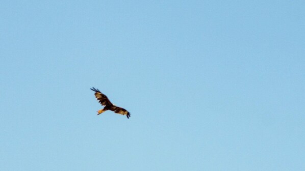 A bird in flight against a clear sky. - Authentic village house: charm, tranquility, and nature, just 15 minutes from Saint-Florent (Saint-Florent)