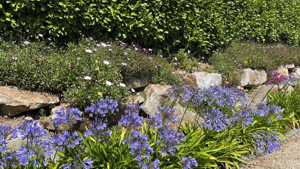 Un jardín con diversas plantas y flores, incluyendo flores moradas y blancas, rodeado de rocas y follaje.