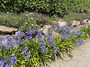 Un jardin où s’épanouissent diverses plantes et fleurs, notamment des variétés aux couleurs violettes et blanches, le tout entouré de rochers et de verdure.