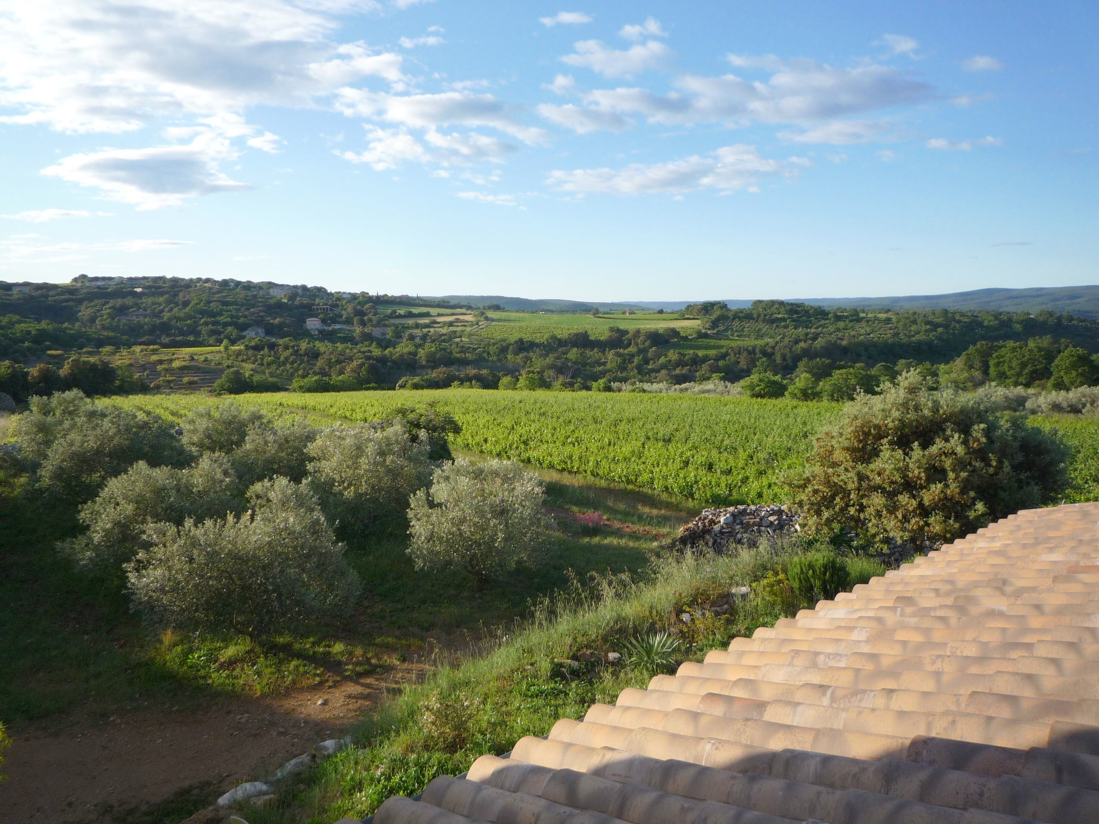 A rural landscape with vineyards, a dirt path, and a stone staircase.