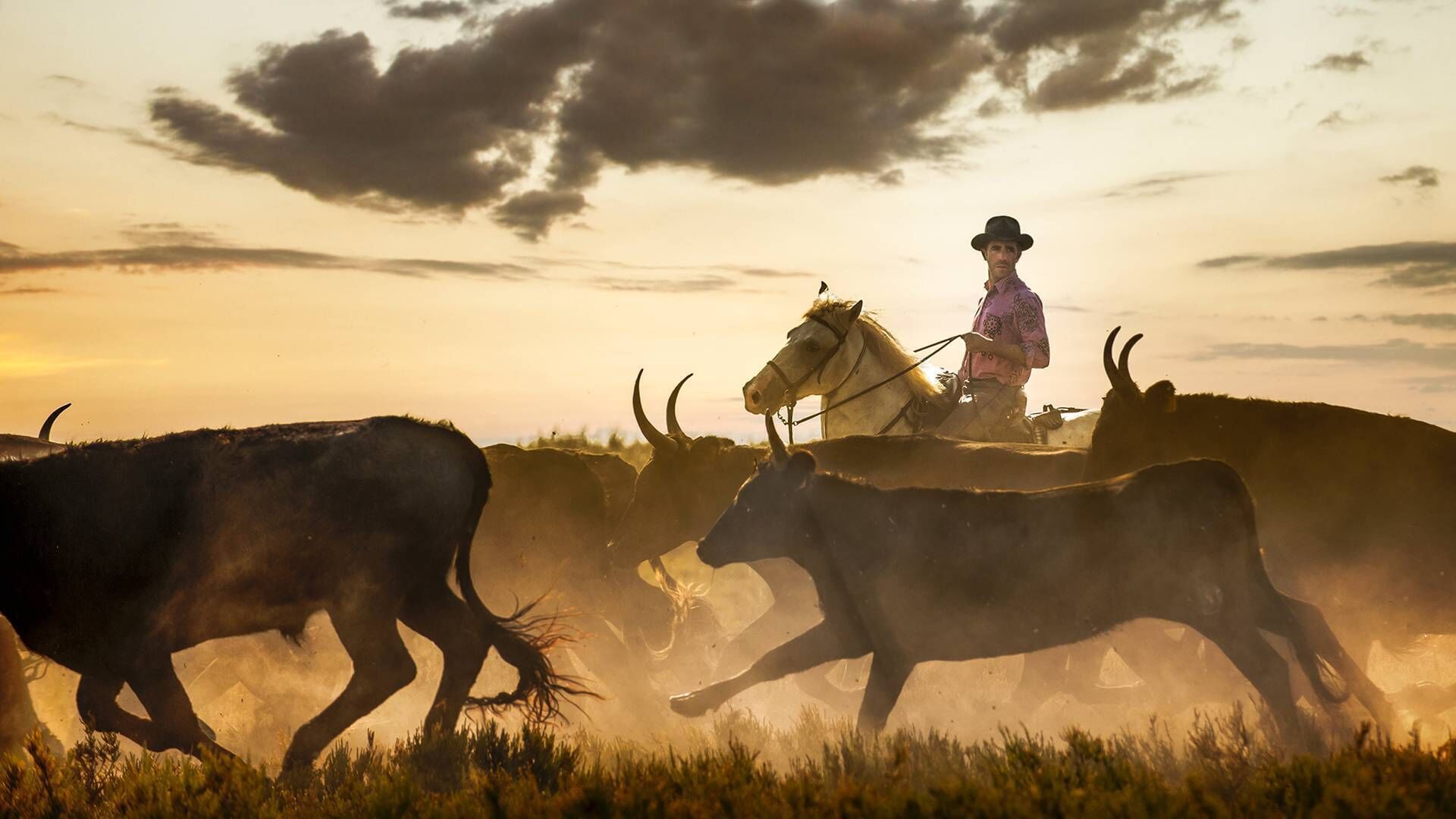 Un vaquero a caballo con ganado en un campo durante el atardecer.