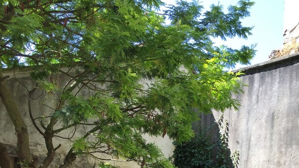 Un espace extérieur aménagé dans un style rustique, avec une table et des chaises, entouré de plantes en fleurs et d’un arbre.