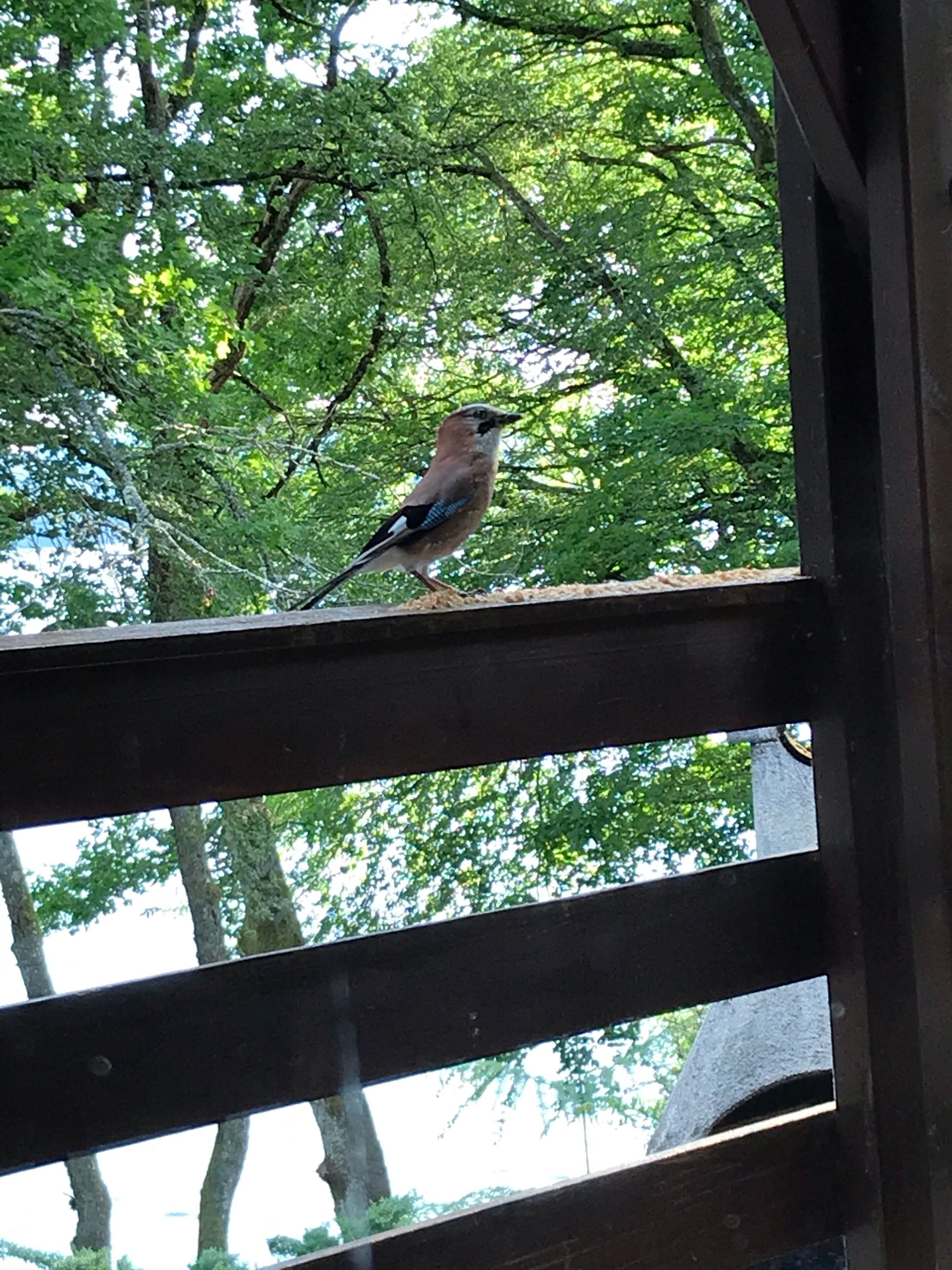 Un uccello è appollaiato su una struttura di legno con vista su alberi verdi sullo sfondo.