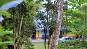 A lush garden with tall trees and a building in the background.
