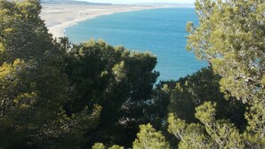 Un paisaje costero con una playa y densos pinos en primer plano.