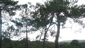 A view of a garden with trees and a grassy area, viewed from behind a metal fence. - MODERN HOUSE CROZON MORGAT (Crozon)
