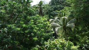 Un jardin luxuriant, où poussent différentes plantes et arbres, dont un palmier.