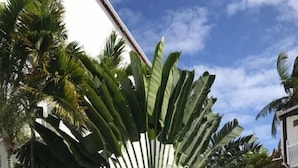 A garden with a large palm tree, a lawn, and a building in the background.