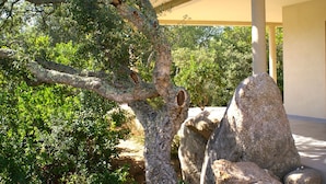 Un árbol de tronco grueso y una formación rocosa cerca.