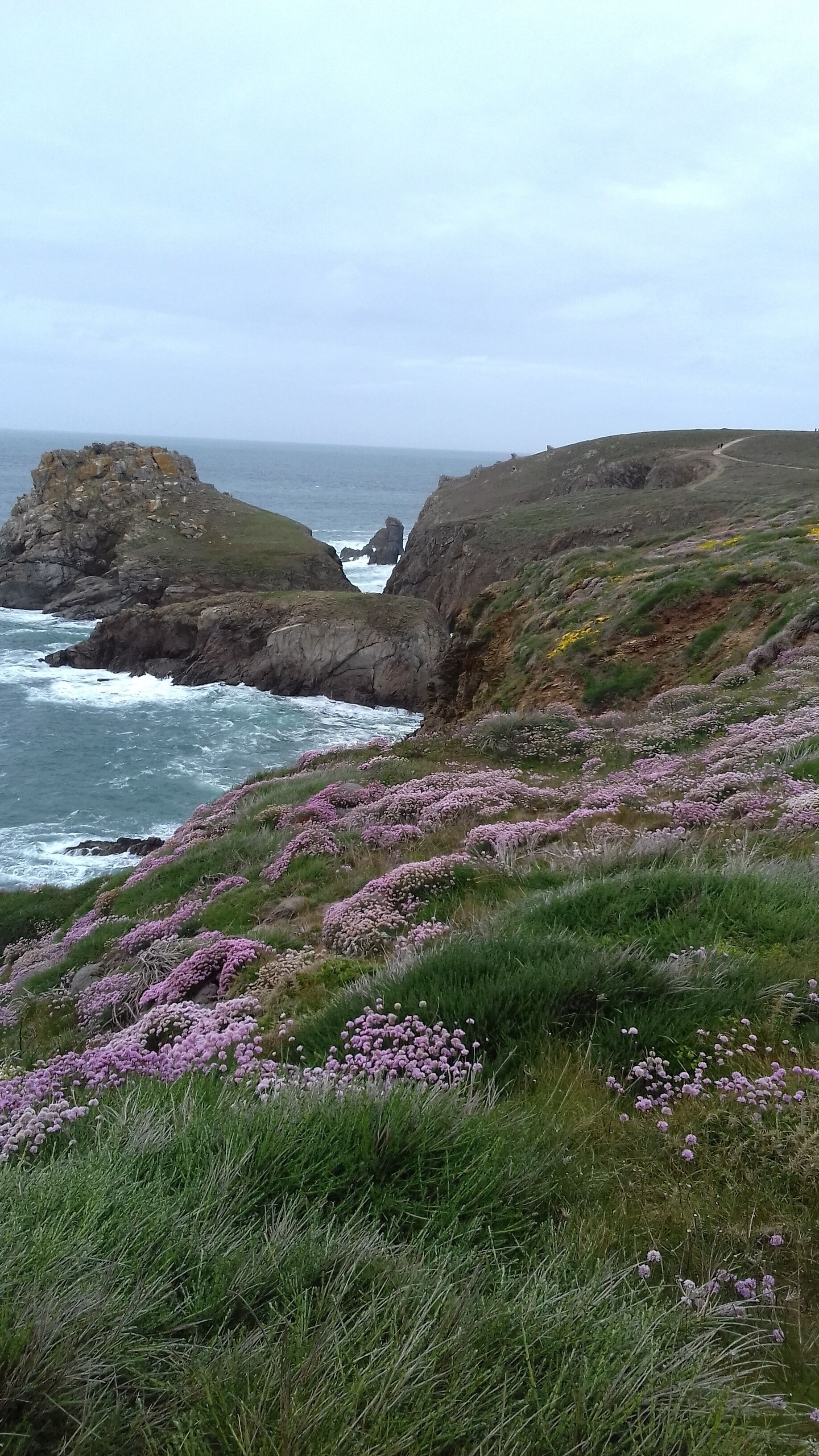 A coastal landscape with rocky cliffs, a sea view, and purple heather flowers.