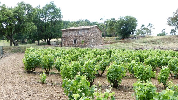A vineyard with rows of grapevines and a stone building in the background.
