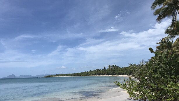 A beach with clear water, sandy shore, and palm trees.