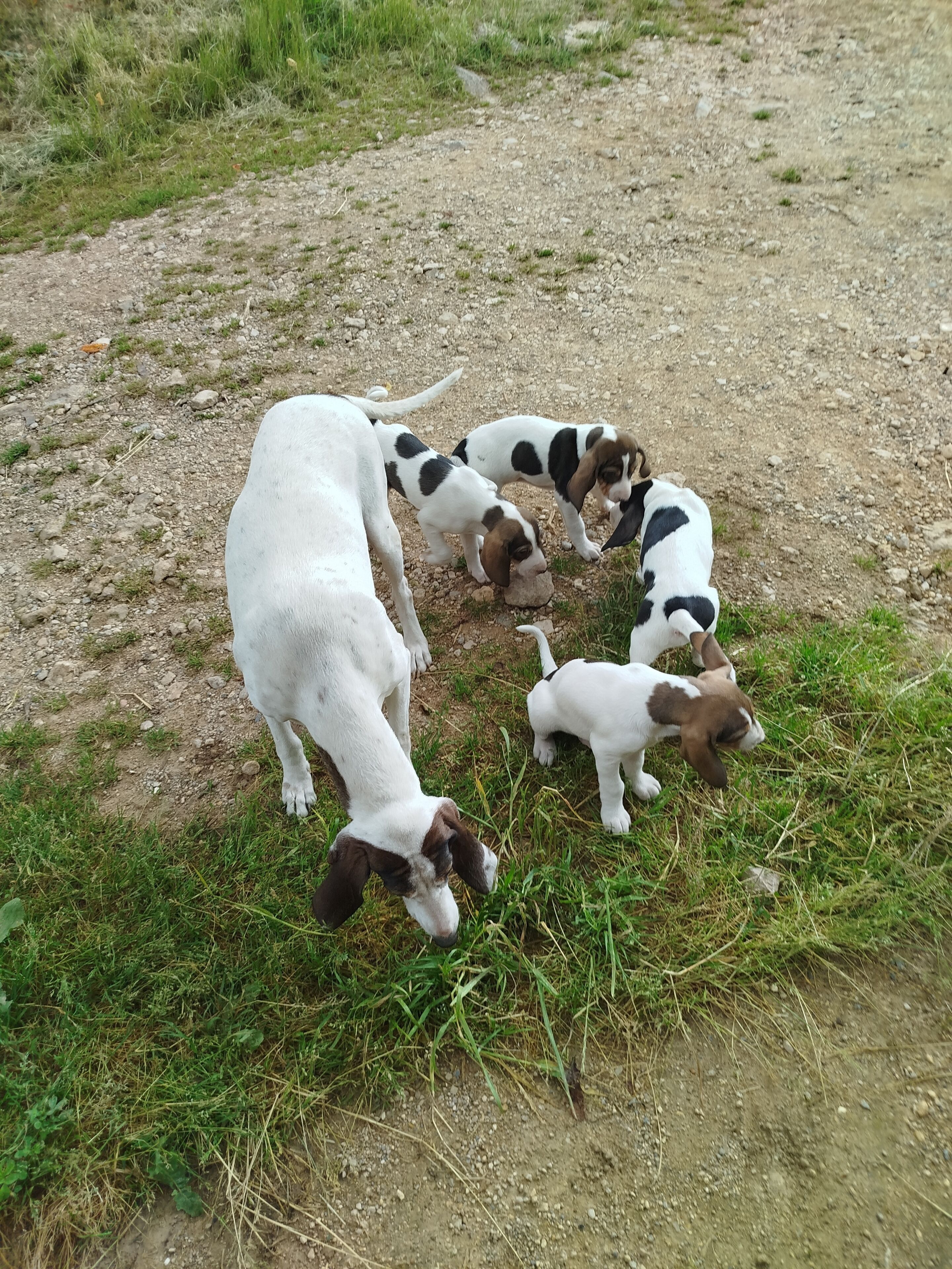 A group of puppies on a gravel path with grass patches.