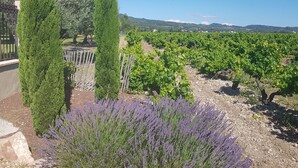 A vineyard with rows of grapevines, tall cypress trees, and lavender plants. - VINEYARDS AND OLIVE TREES BETWEEN ON THE WINE ROUTE (Vacqueyras)