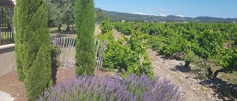 A vineyard with rows of grapevines, tall cypress trees, and lavender plants.