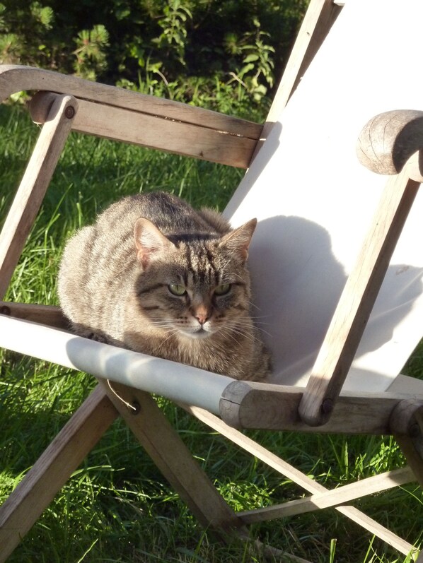 A cat sitting on a wooden chair with a metal frame, placed on grass.