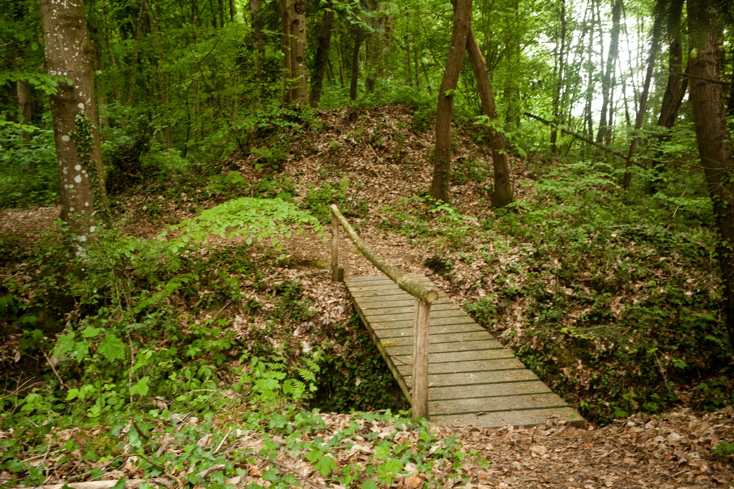 Un pont en bois situé dans une zone boisée.