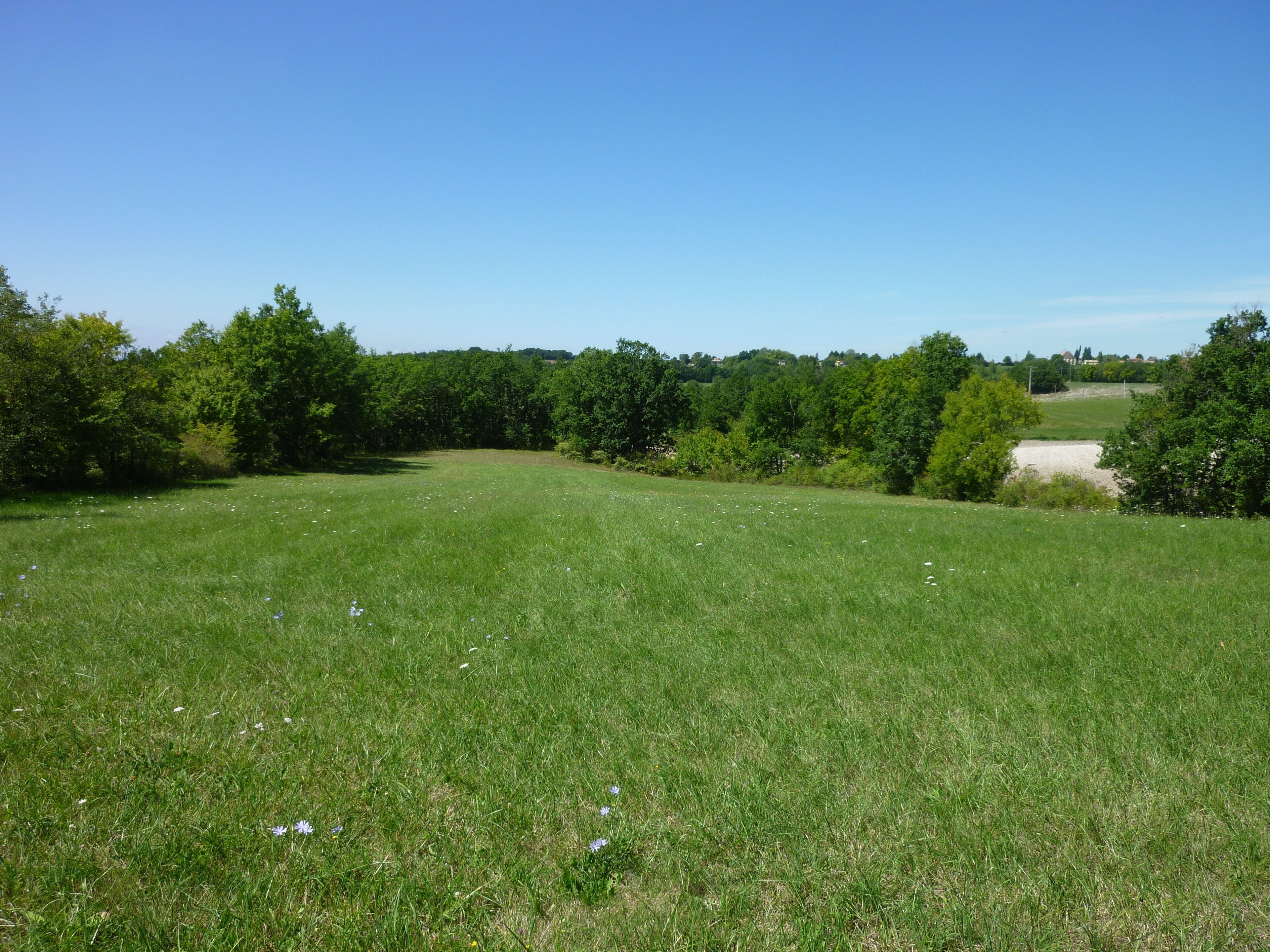 A grassy field with trees and a clear sky.