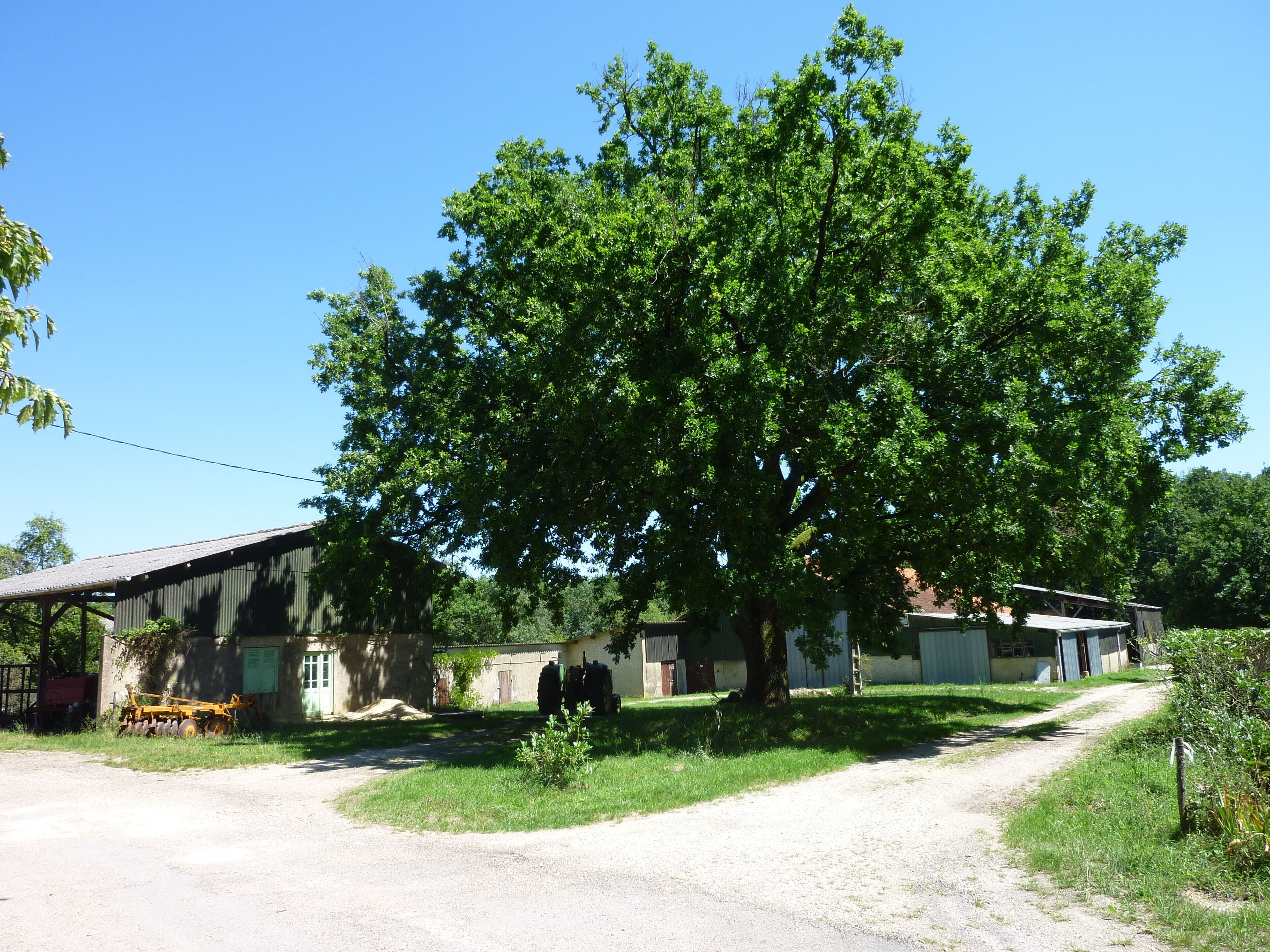 Ländliche Szenerie mit einem großen Baum, einer unbefestigten Straße und einem Gebäude mit einer Metalldach.