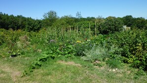 A garden with various plants and a wooden structure. - Country house in Périgord (Tourliac)