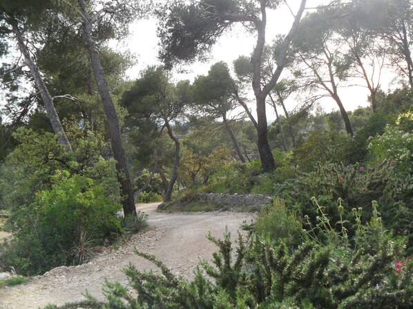 A natural landscape with a dirt path surrounded by trees and shrubs.