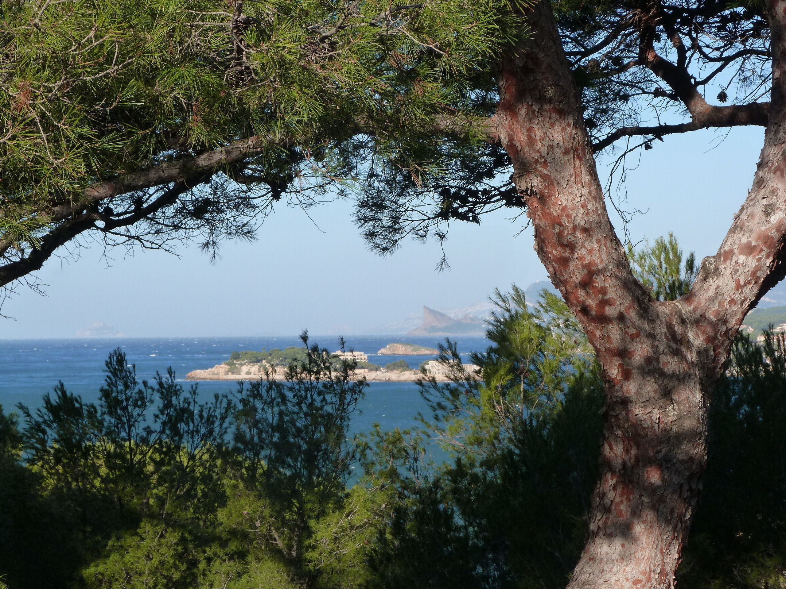 A coastal landscape with a prominent tree in the foreground and a distant view of the sea and rocky outcrops.