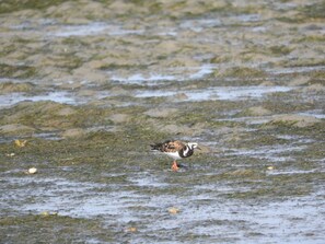 A bird stands on the wet terrain amidst sparse vegetation.