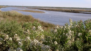 Un río con un faro a lo lejos, rodeado de praderas y flores silvestres.